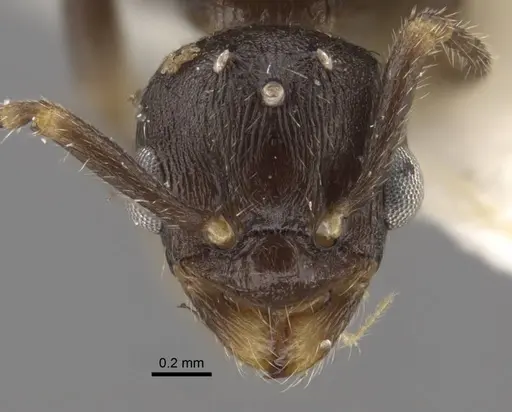 Myrmica forcipata specimen CASENT0917519 image casent0917519_3