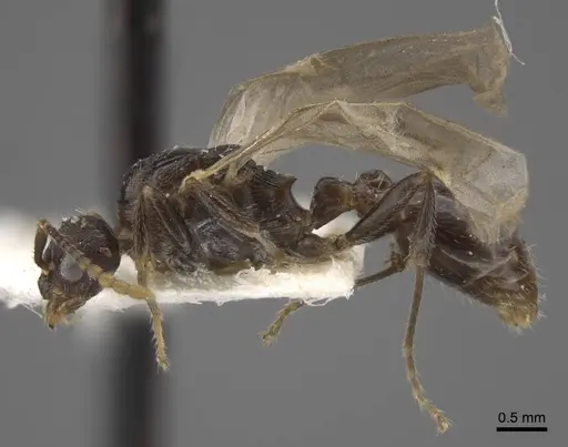 Myrmica forcipata specimen CASENT0917519 image casent0917519_4