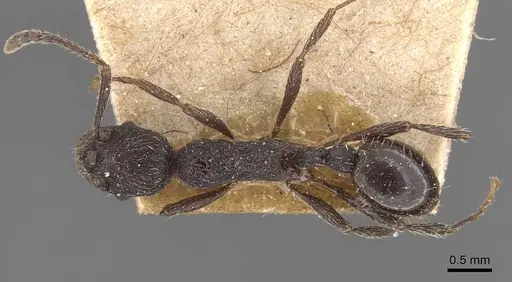 Myrmica foreliana specimen CASENT0907662 image casent0907662_1
