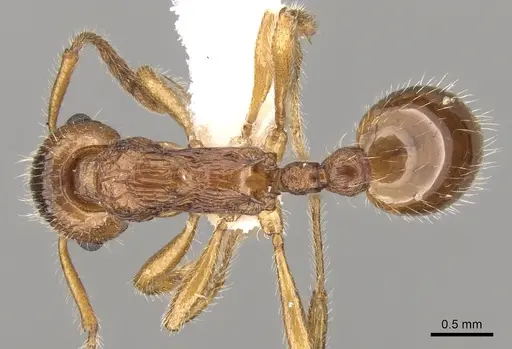 Myrmica fortior specimen CASENT0280834 image casent0280834_1