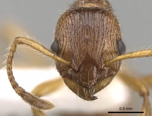Myrmica fortior specimen CASENT0280834 image casent0280834_2