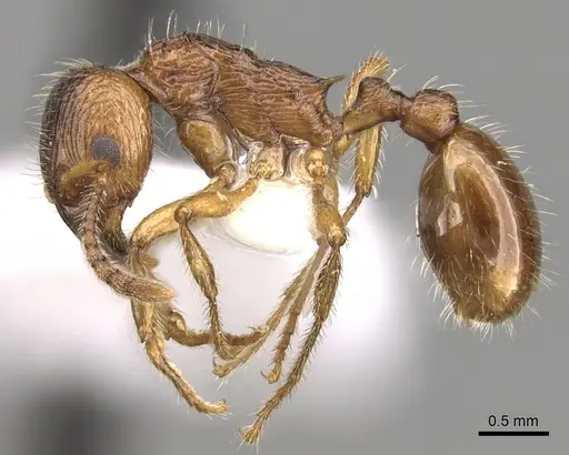 Myrmica fortior specimen CASENT0280834 image casent0280834_3