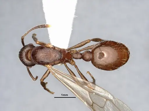 Myrmica fortior specimen CASENT0884252 image casent0884252_1