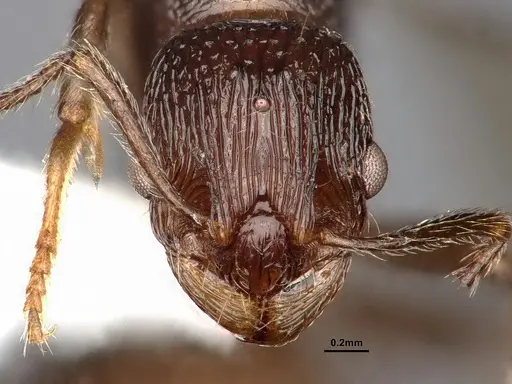 Myrmica fortior specimen CASENT0884252 image casent0884252_2
