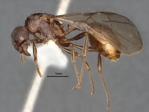 Myrmica fortior specimen CASENT0884252 image casent0884252_3