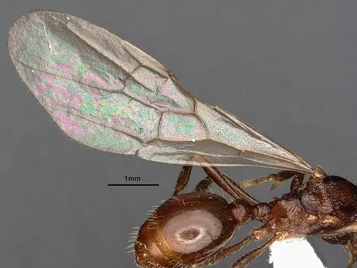 Myrmica fortior specimen CASENT0884252 image casent0884252_4