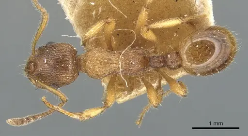 Myrmica fortior specimen CASENT0904090 image casent0904090_1