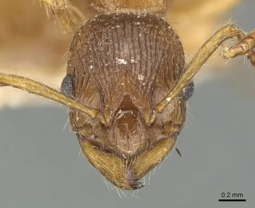 Myrmica fortior specimen CASENT0904090 image casent0904090_2