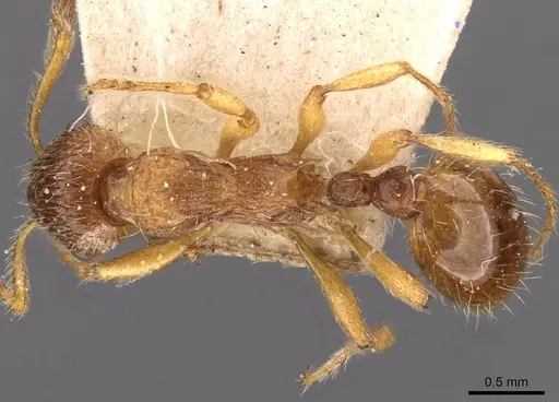 Myrmica fortior specimen CASENT0907658 image casent0907658_1