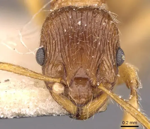 Myrmica fortior specimen CASENT0907658 image casent0907658_2