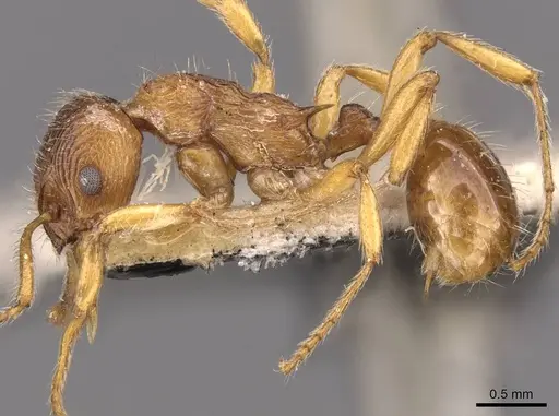 Myrmica fortior specimen CASENT0907658 image casent0907658_3