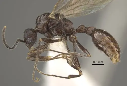 Myrmica fortior specimen CASENT0917710 image casent0917710_4