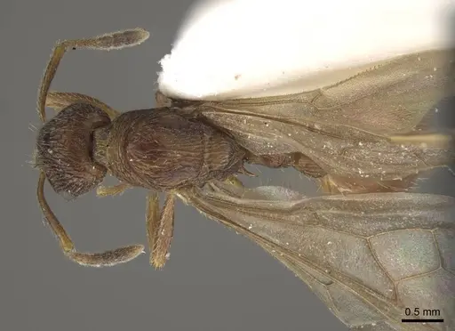 Myrmica fortior specimen CASENT0917711 image casent0917711_1