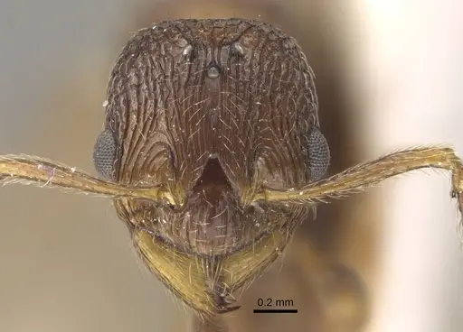 Myrmica fortior specimen CASENT0917711 image casent0917711_3