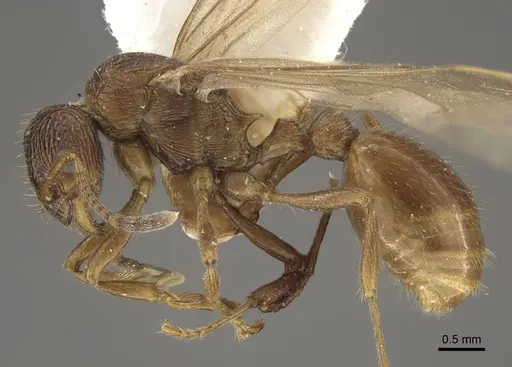 Myrmica fortior specimen CASENT0917711 image casent0917711_4