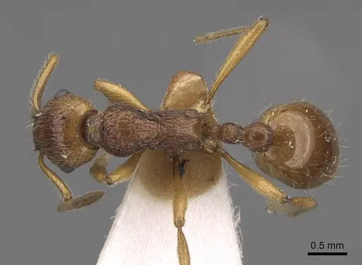 Myrmica fortior specimen CASENT0922788 image casent0922788_1