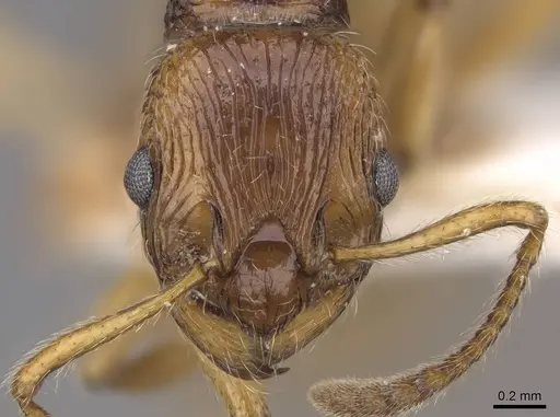 Myrmica fortior specimen CASENT0922788 image casent0922788_2