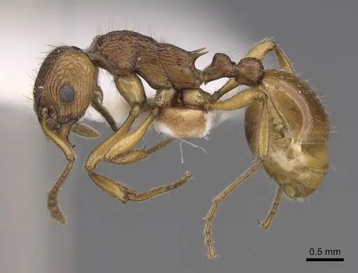 Myrmica fortior specimen CASENT0922788 image casent0922788_3