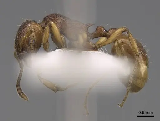 Myrmica fortior specimen CASENT0922788 image casent0922788_4