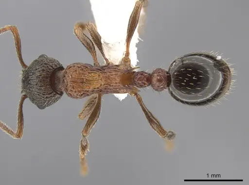 Myrmica fracticornis specimen CASENT0651716 image casent0651716_1