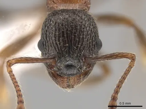 Myrmica fracticornis specimen CASENT0651716 image casent0651716_2
