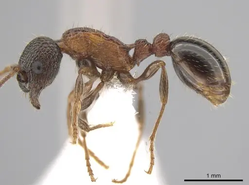 Myrmica fracticornis specimen CASENT0651716 image casent0651716_3