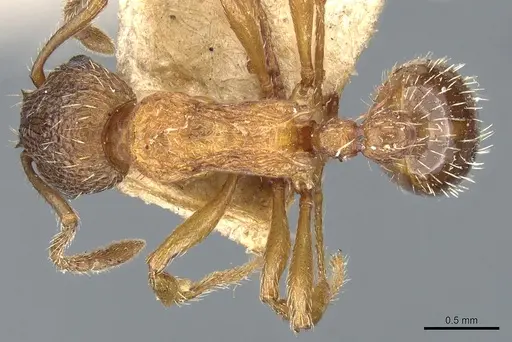 Myrmica fracticornis specimen CASENT0904076 image casent0904076_1