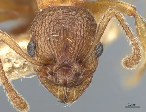 Myrmica fracticornis specimen CASENT0904076 image casent0904076_2