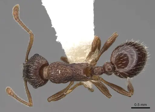 Myrmica fracticornis specimen CASENT0922751 image casent0922751_1