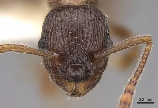 Myrmica fracticornis specimen CASENT0922751 image casent0922751_2