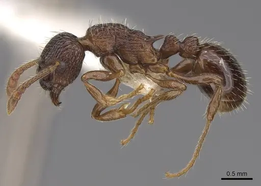 Myrmica fracticornis specimen CASENT0922751 image casent0922751_3