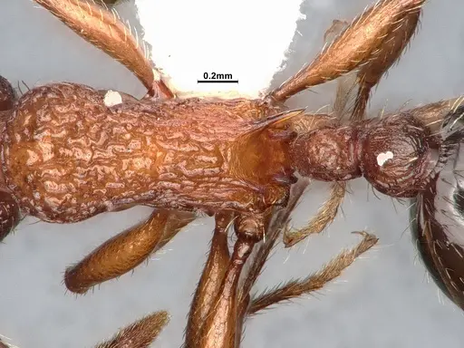 Myrmica fracticornis specimen CASENT4031386 image casent4031386_2