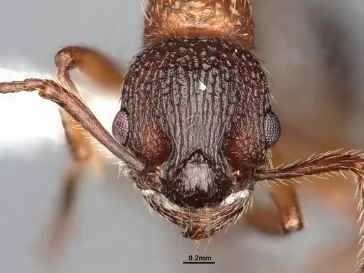 Myrmica fracticornis specimen CASENT4031386 image casent4031386_3