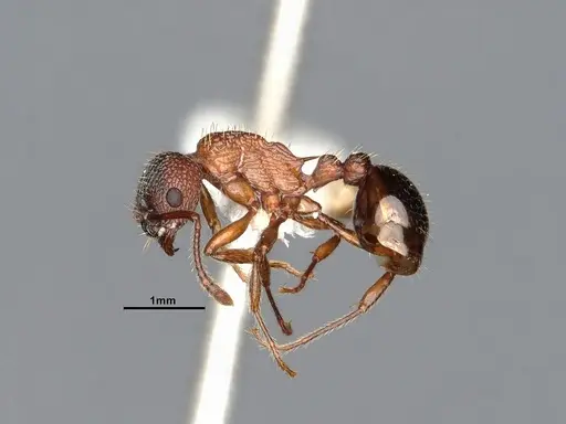Myrmica fracticornis specimen CASENT4031386 image casent4031386_4