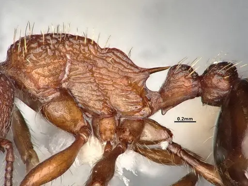 Myrmica fracticornis specimen CASENT4031386 image casent4031386_5