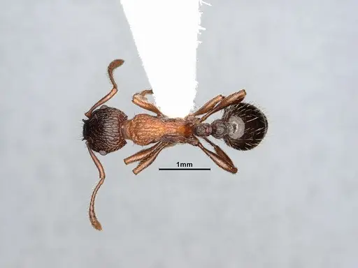 Myrmica fracticornis specimen CASENT4031387 image casent4031387_1