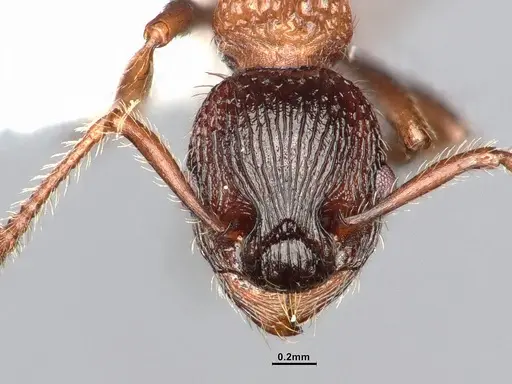 Myrmica fracticornis specimen CASENT4031387 image casent4031387_3