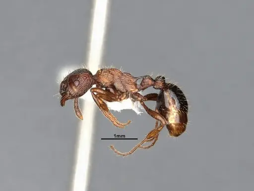 Myrmica fracticornis specimen CASENT4031387 image casent4031387_4