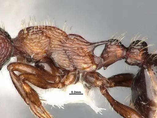 Myrmica fracticornis specimen CASENT4031387 image casent4031387_5