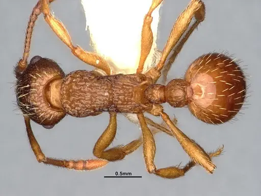 Myrmica fracticornis specimen CASENT4031389 image casent4031389_1