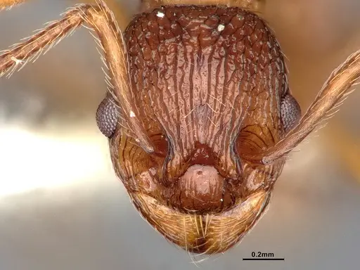 Myrmica fracticornis specimen CASENT4031389 image casent4031389_2