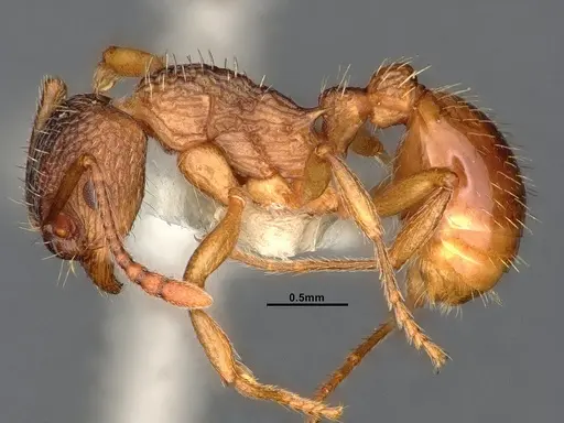 Myrmica fracticornis specimen CASENT4031389 image casent4031389_3