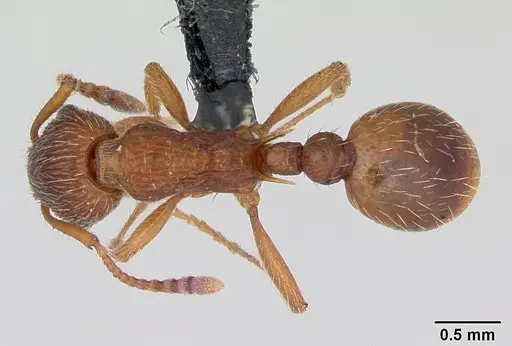 Myrmica gallienii specimen CASENT0172712 image casent0172712_1