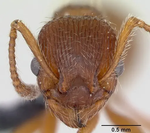 Myrmica gallienii specimen CASENT0172712 image casent0172712_2