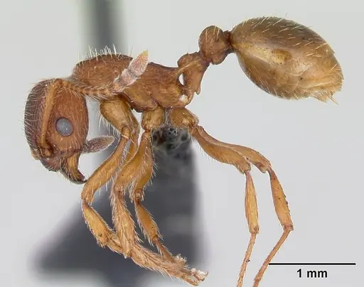 Myrmica gallienii specimen CASENT0172712 image casent0172712_3