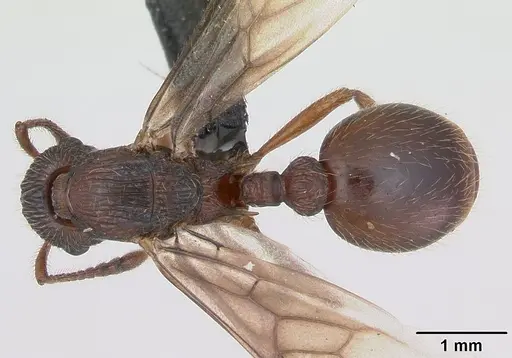 Myrmica gallienii specimen CASENT0172722 image casent0172722_1