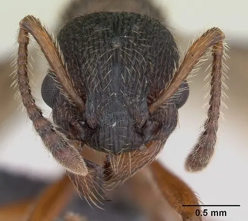 Myrmica gallienii specimen CASENT0172722 image casent0172722_2