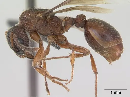 Myrmica gallienii specimen CASENT0172722 image casent0172722_3