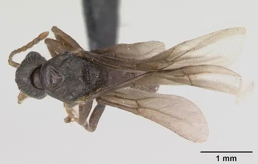 Myrmica gallienii specimen CASENT0172723 image casent0172723_1