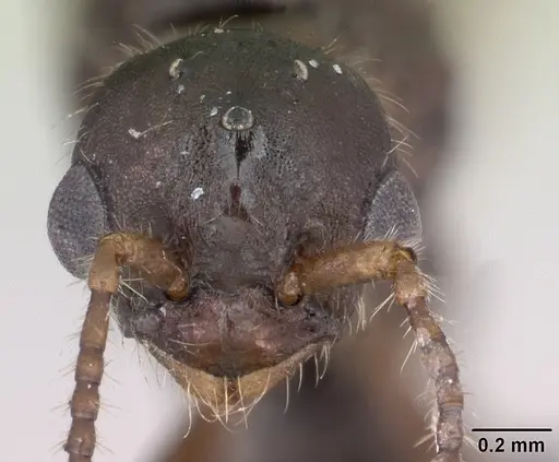 Myrmica gallienii specimen CASENT0172723 image casent0172723_2